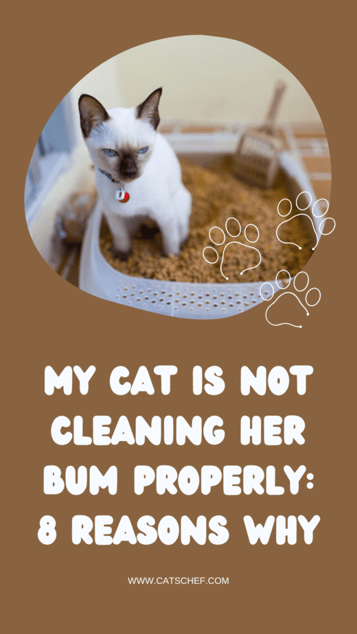 Kedim Poposunu Düzgün Temizlemiyor: Bunun 8 Nedeni