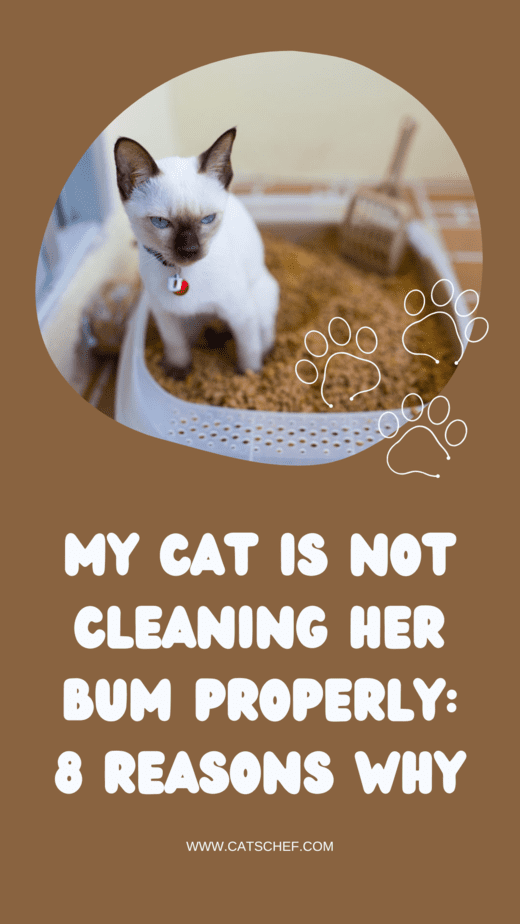 My Cat Is Not Cleaning Her Bum Properly: 8 Reasons Why