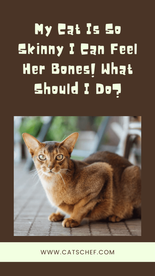 My Cat Is So Skinny I Can Feel Her Bones! What Should I Do?