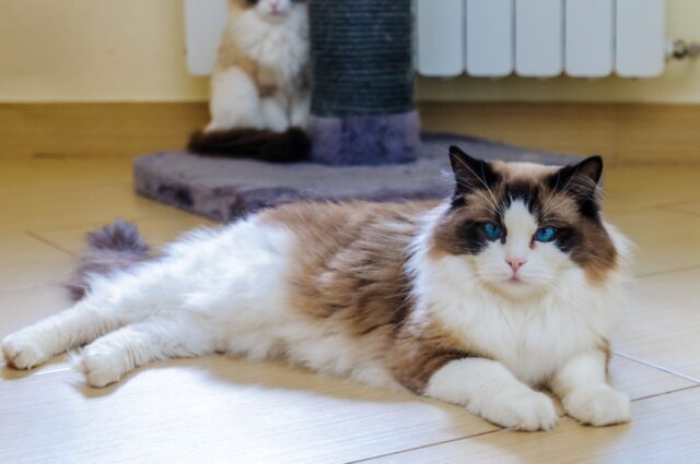 Overall Costs Of Owning A Ragdoll Cat (2023 Price Guide)