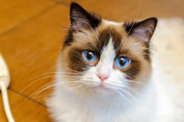 Ragdoll Cat Names