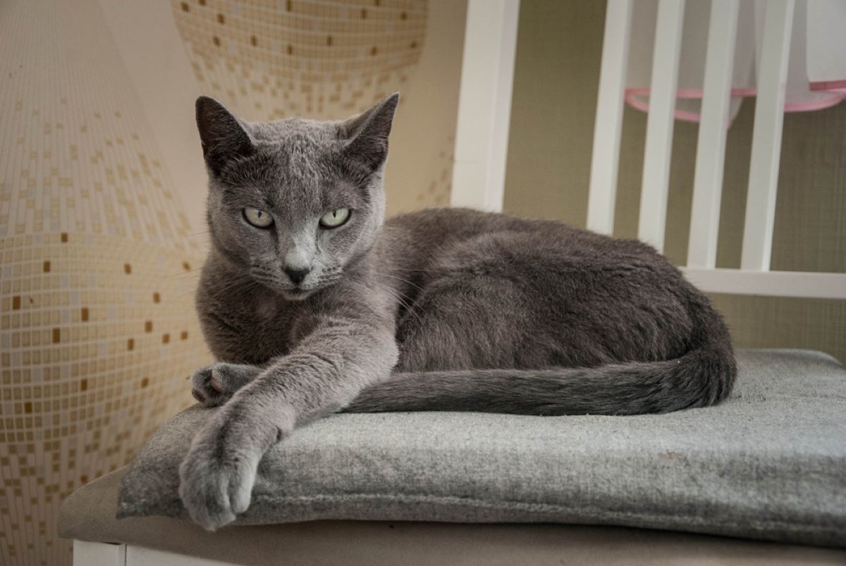 The 6 Healthiest Cat Breeds Cats Who Live Long And Prosper