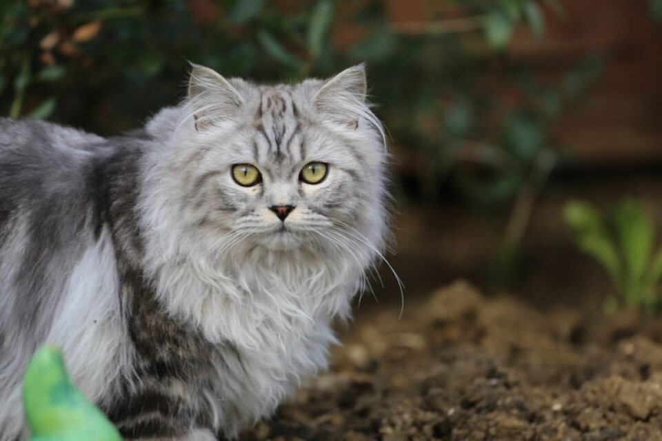 The 7 Most Expensive Cat Breeds In The World