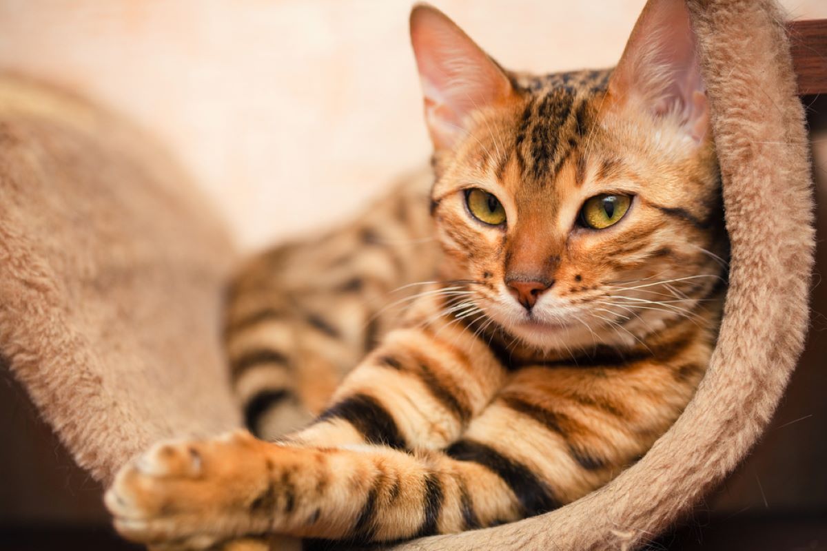 The 7 Most Expensive Cat Breeds In The World