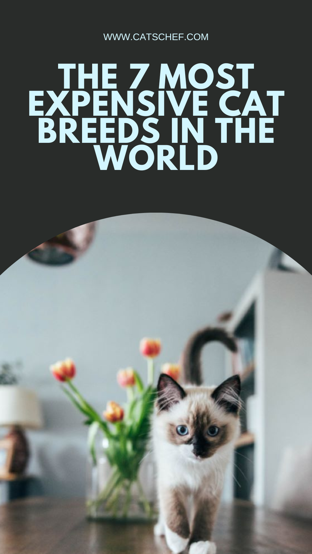 The 7 Most Expensive Cat Breeds In The World