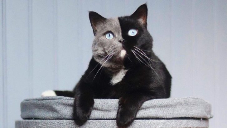 The Power Of Genes: A Split-Colored Cat Becomes Father To Kittens In His Own Colors