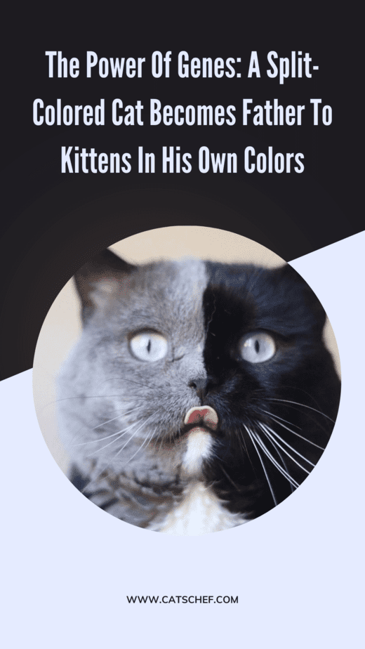 The Power Of Genes: A Split-Colored Cat Becomes Father To Kittens In His Own Colors