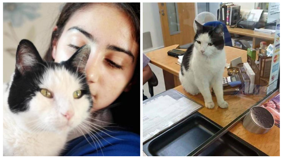 This Intelligent Cat Takes A Train Home After Going Missing For Two Weeks