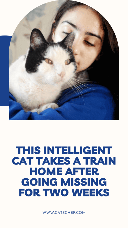 This Intelligent Cat Takes A Train Home After Going Missing For Two Weeks