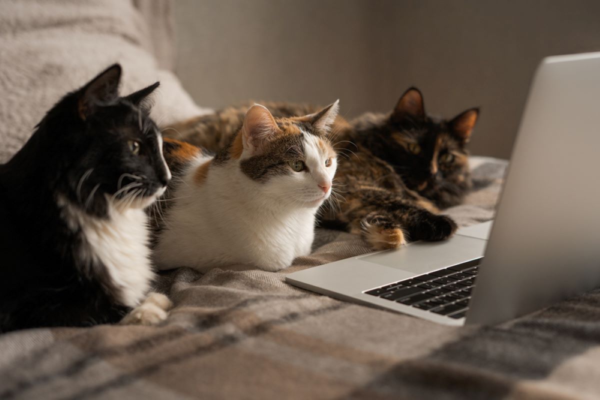 Three's Not A Crowd: 5 Amazing Benefits Of Having 3 Cats