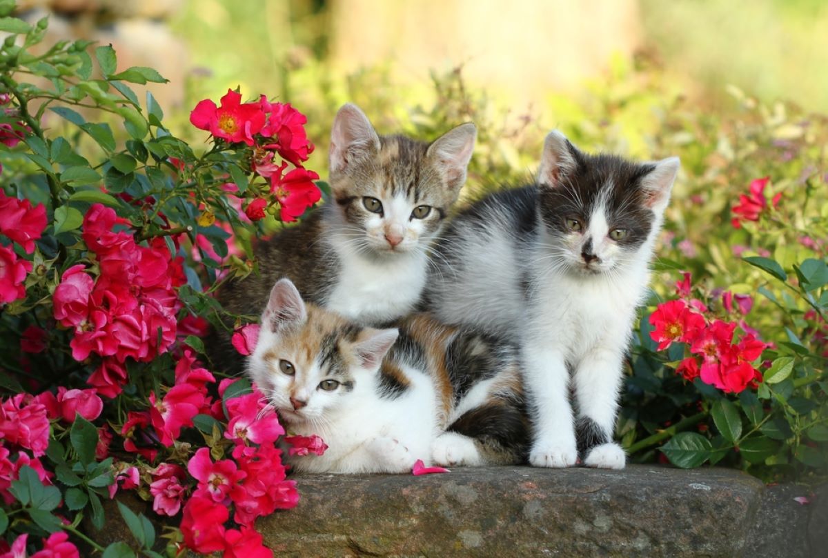 Three's Not A Crowd: 5 Amazing Benefits Of Having 3 Cats