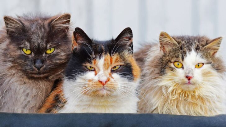 Üç Kişi Kalabalık Değildir: 3 Kediye Sahip Olmanın 5 Şaşırtıcı Faydası