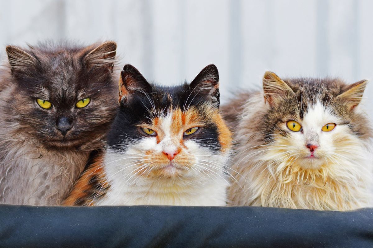 Three's Not A Crowd 5 Amazing Benefits Of Having 3 Cats