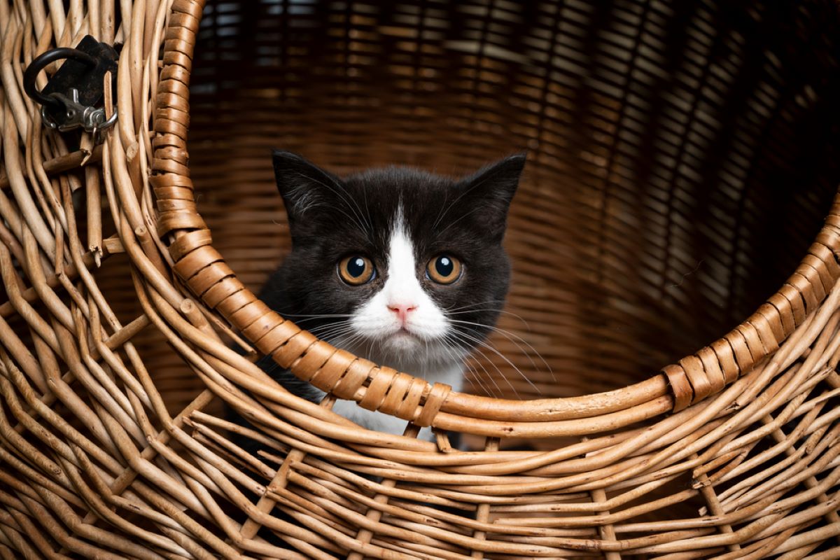 What Breed Is Your Tuxedo Cat? 8 Most Common Breeds