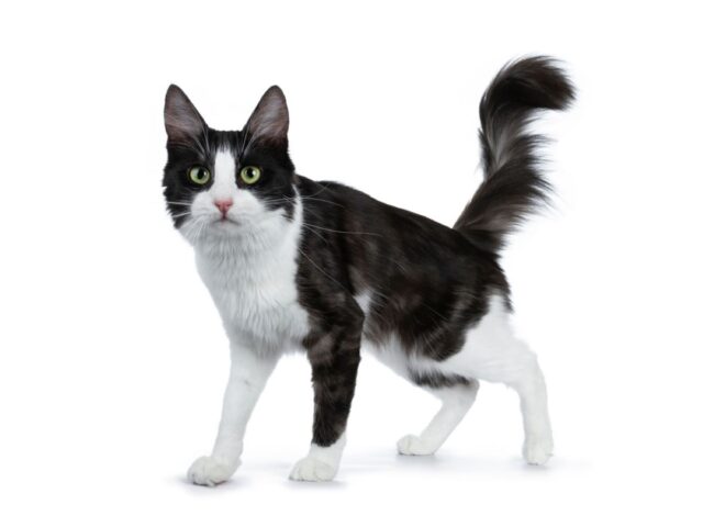 What Breed Is Your Tuxedo Cat? 8 Most Common Breeds