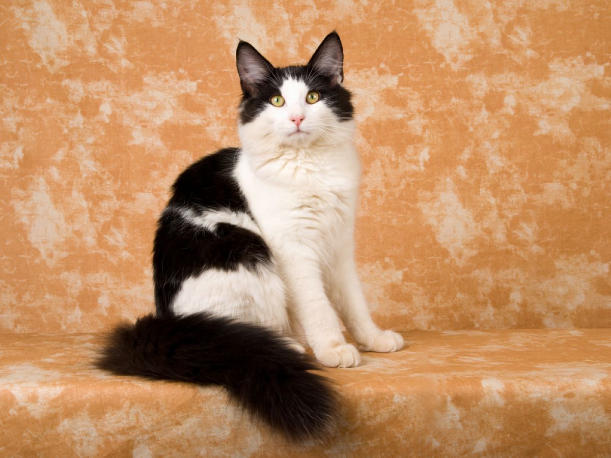 What Breed Is Your Tuxedo Cat? 8 Most Common Breeds