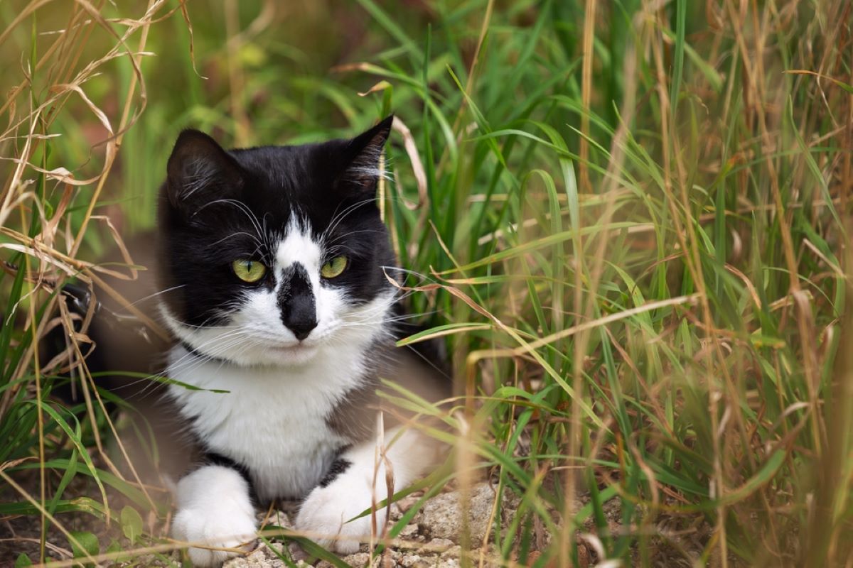 What Breed Is Your Tuxedo Cat? 8 Most Common Breeds