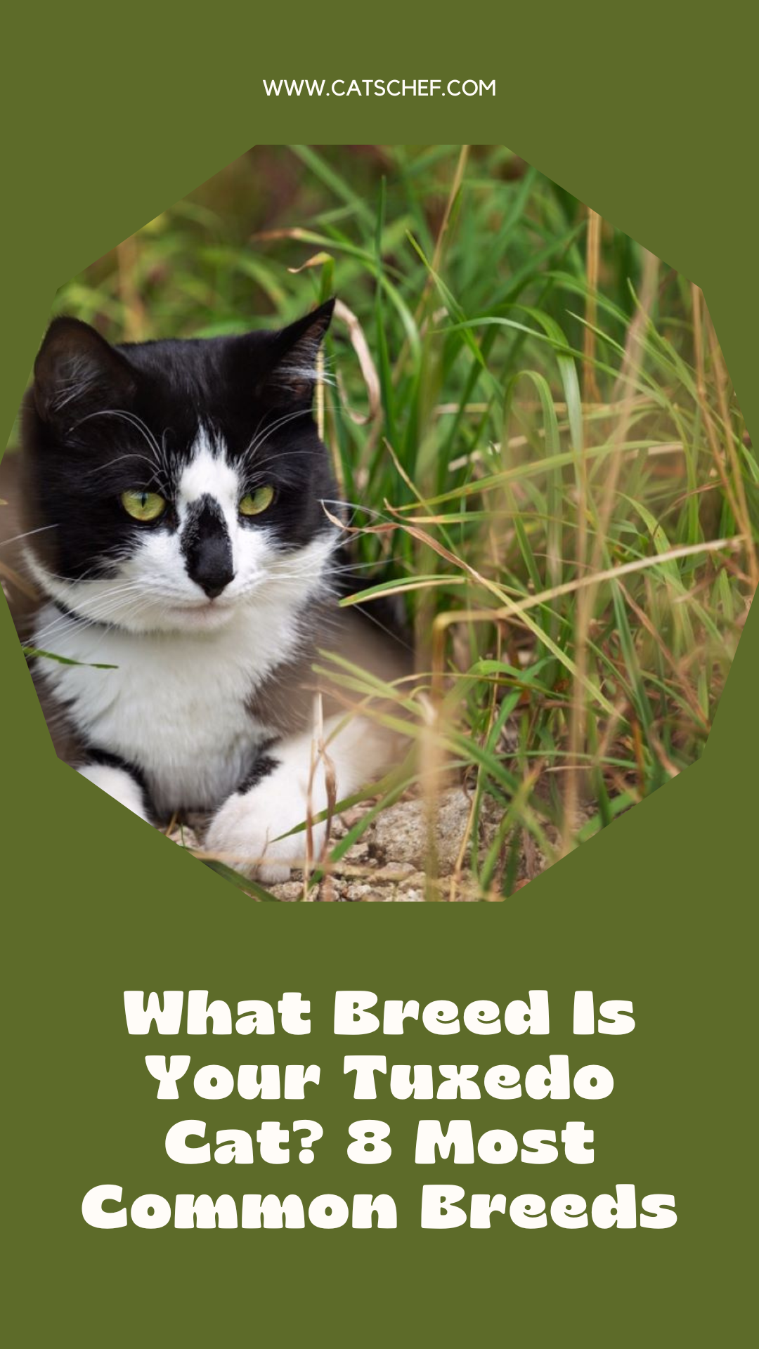 What Breed Is Your Tuxedo Cat? 8 Most Common Breeds