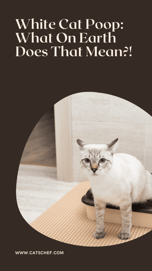 Beyaz Kedi Kakası: Bu da Ne Demek Oluyor?!