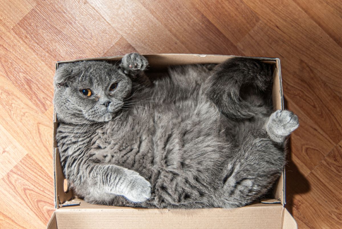 Why Are Cats So Flexible? The Answer You've Been Looking For