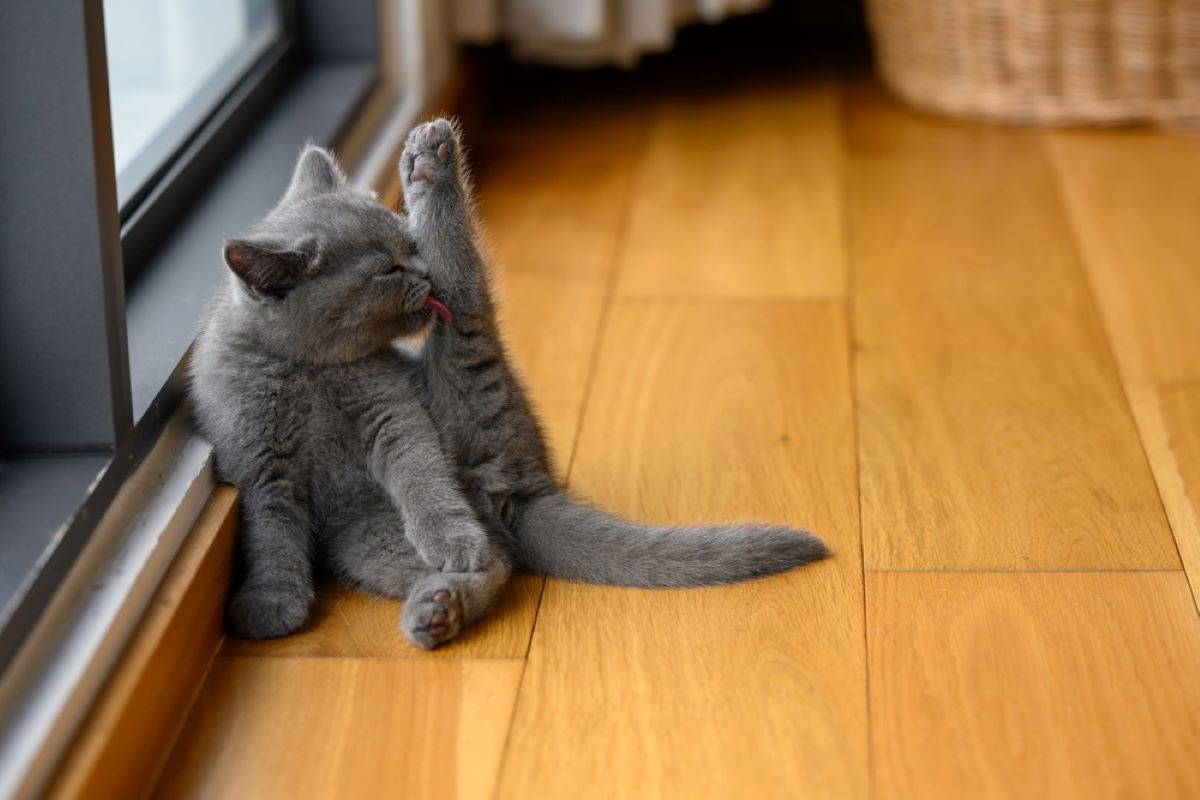 Why Are Cats So Flexible? The Answer You've Been Looking For