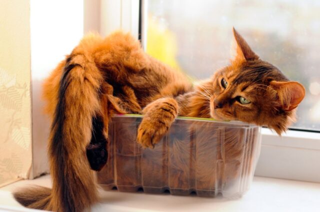 Why Are Cats So Flexible The Answer You've Been Looking For