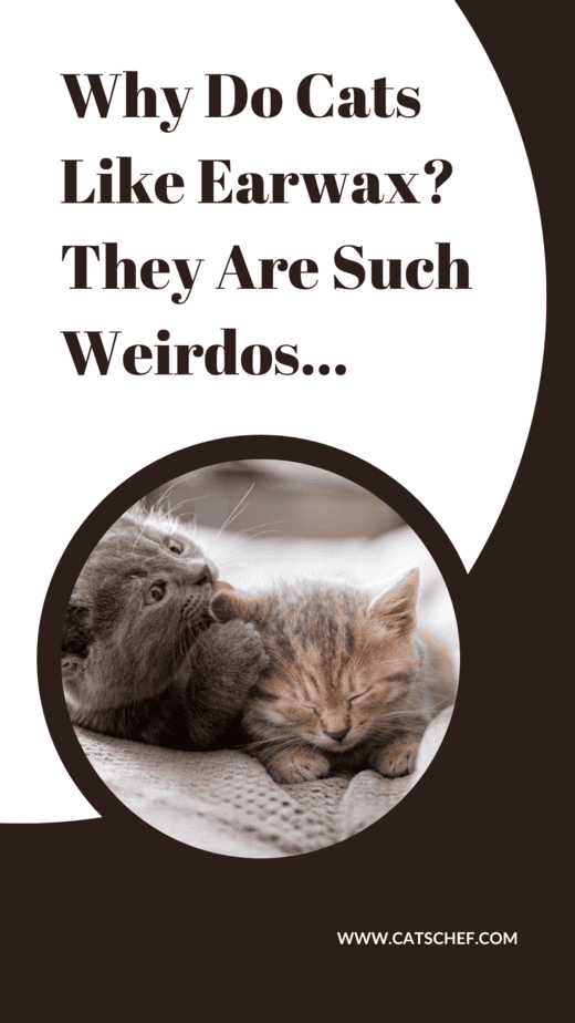 Why Do Cats Like Earwax? They Are Such Weirdos...