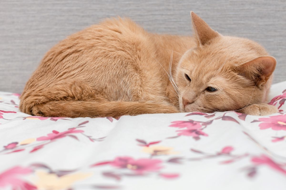 Why Do Cats Want To Be Alone? 9 Reasons Why They Prefer Solitude