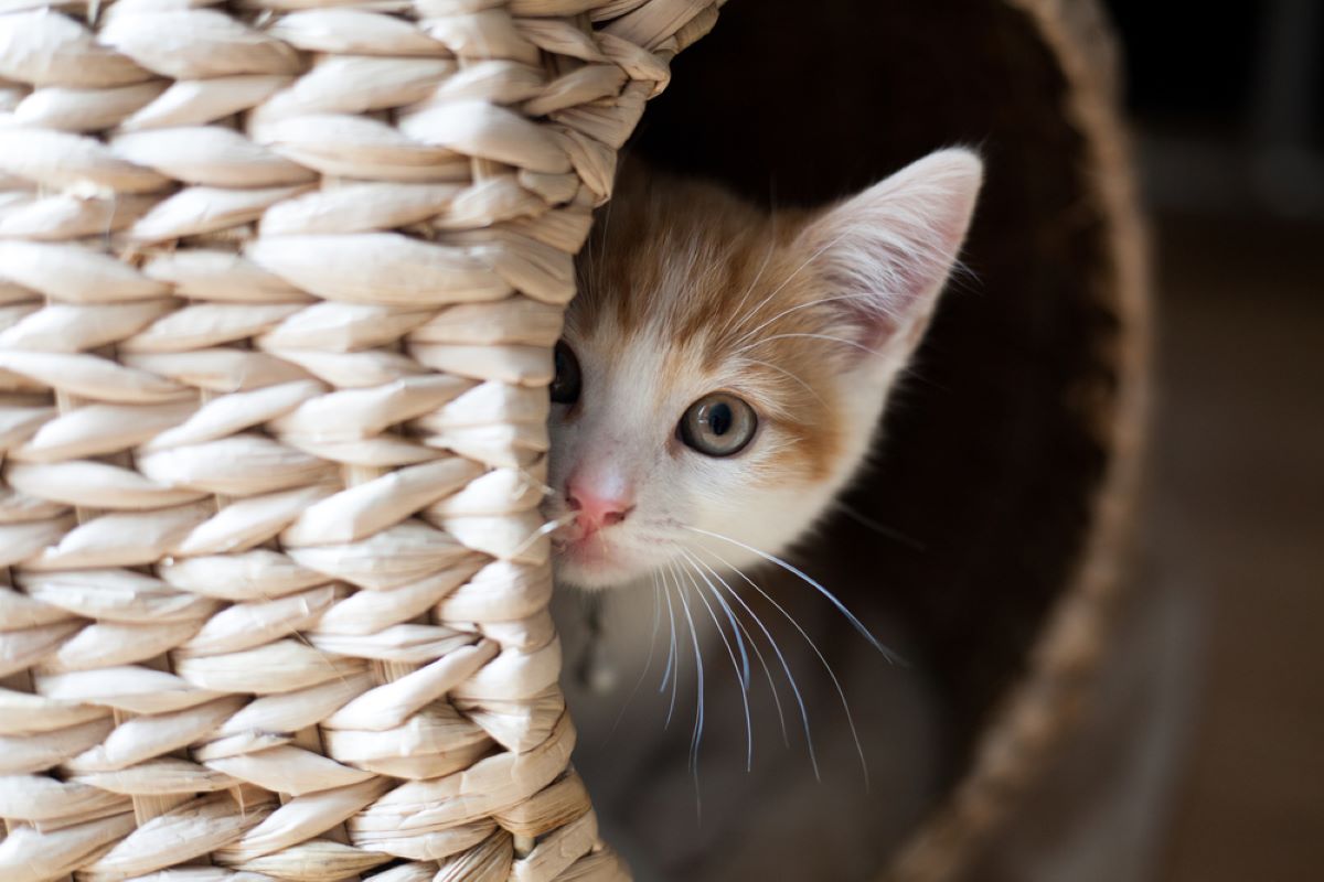 Why Do Cats Want To Be Alone? 9 Reasons Why They Prefer Solitude