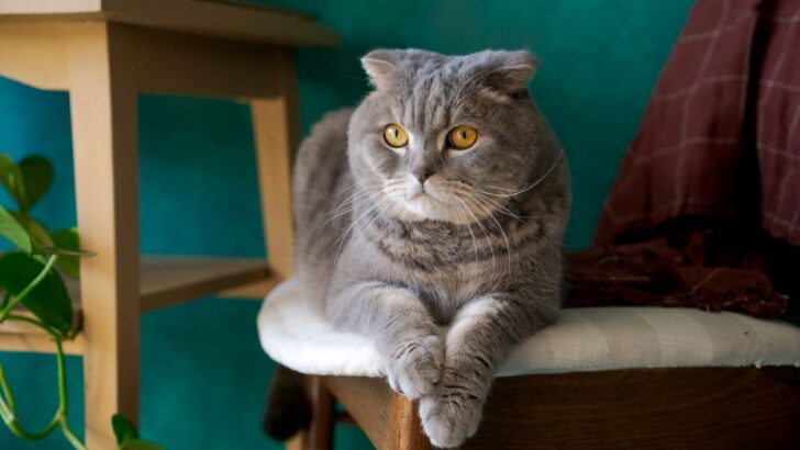 Why Do Cats Want To Be Alone? 9 Reasons Why They Prefer Solitude