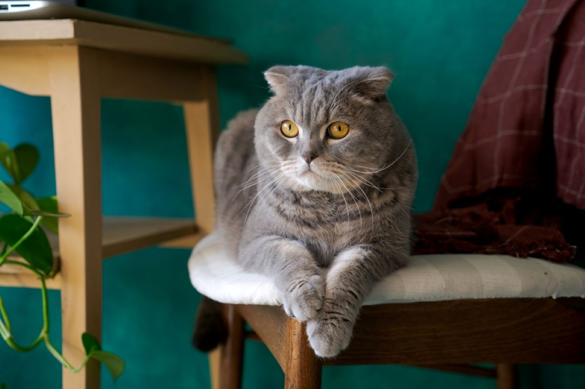 Why Do Cats Want To Be Alone 9 Reasons Why They Prefer Solitude