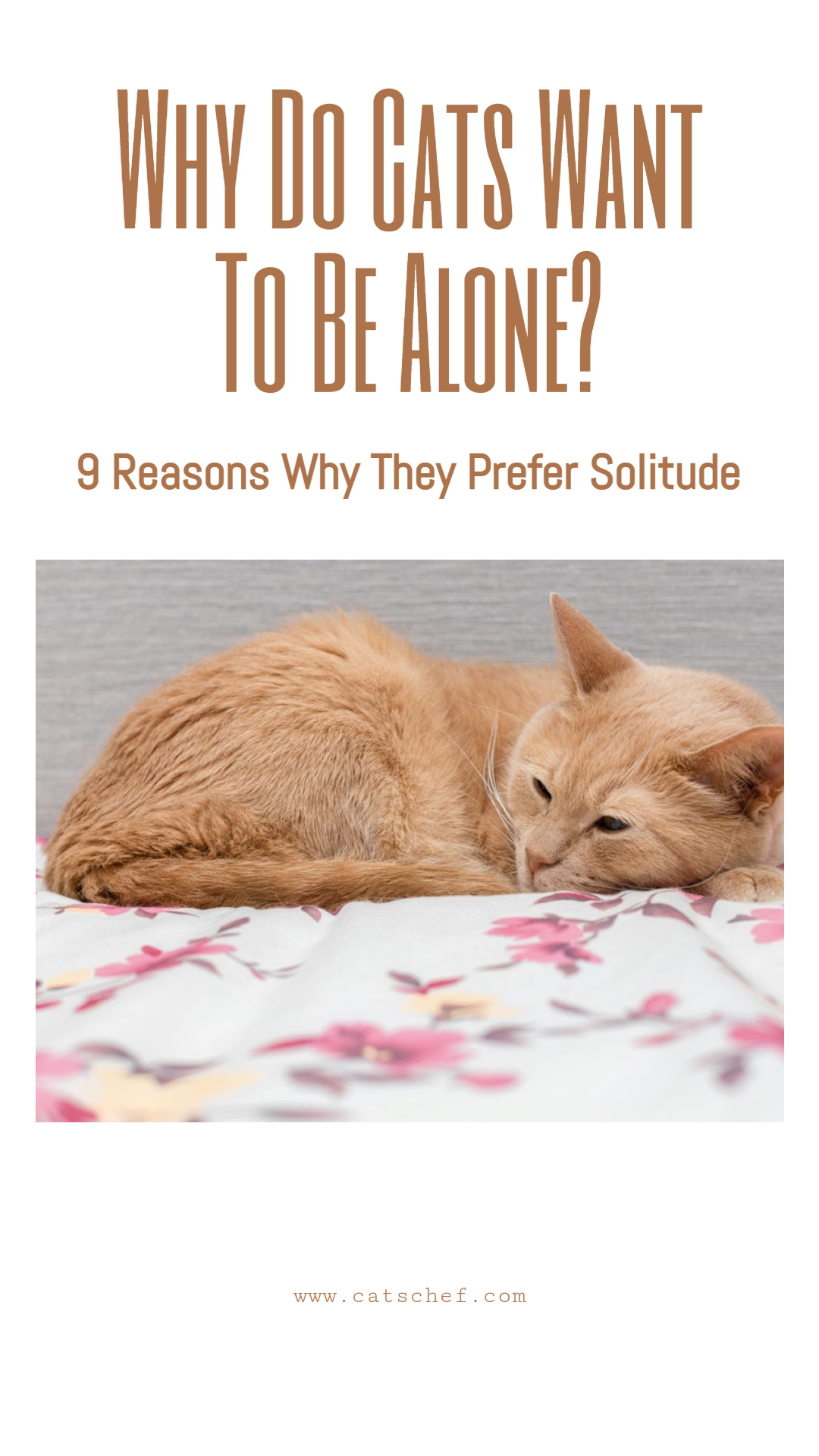 Kediler Neden Yalnız Kalmak İster? Yalnızlığı Tercih Etmelerinin 9 Nedeni