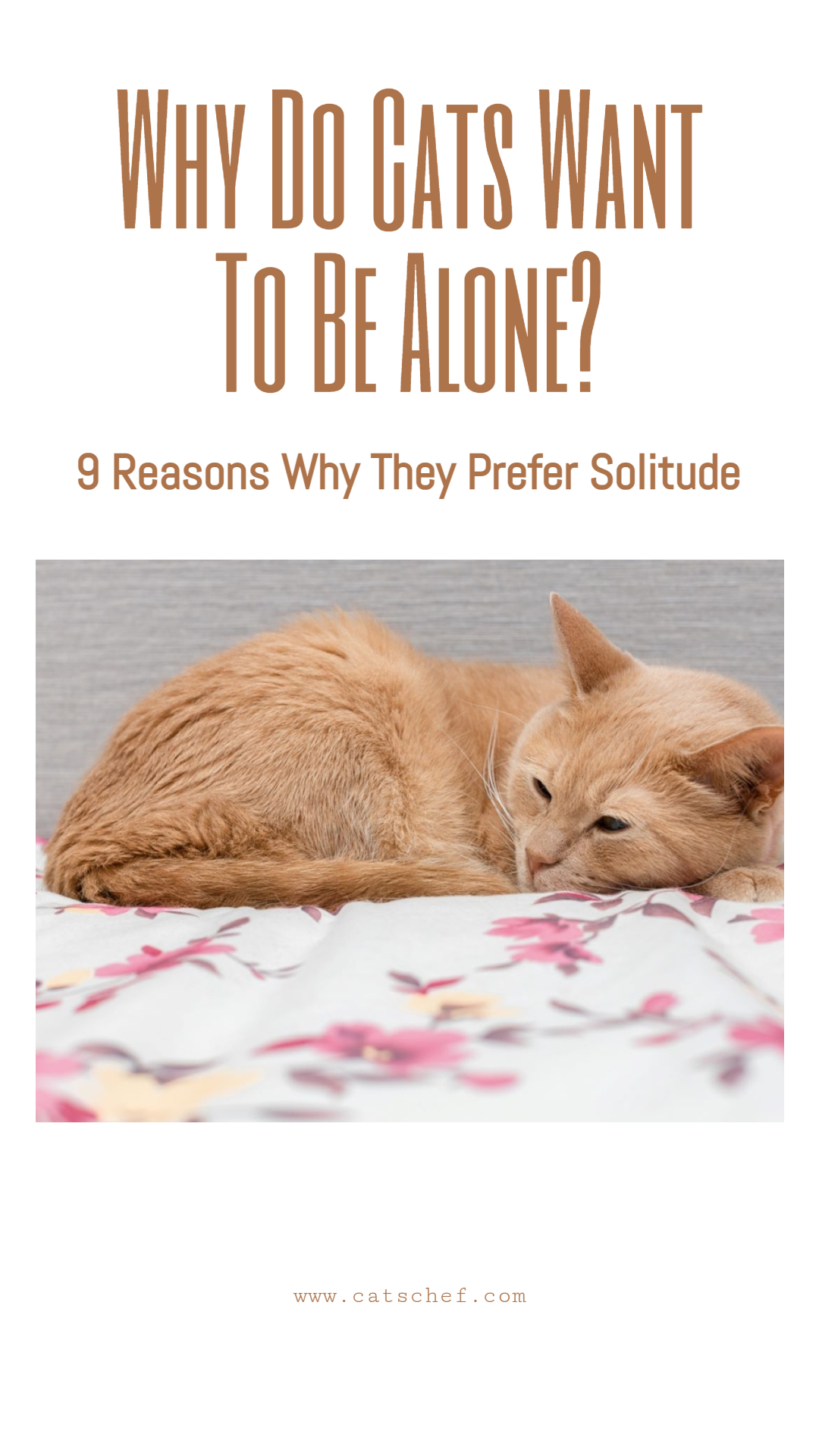 Why Do Cats Want To Be Alone? 9 Reasons Why They Prefer Solitude