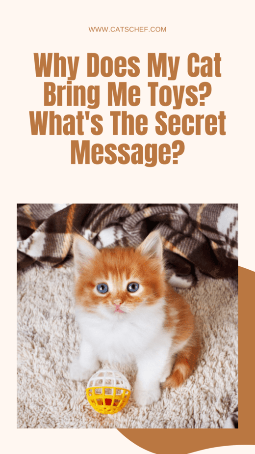 Kedim Neden Bana Oyuncak Getiriyor? Gizli Mesaj Nedir?