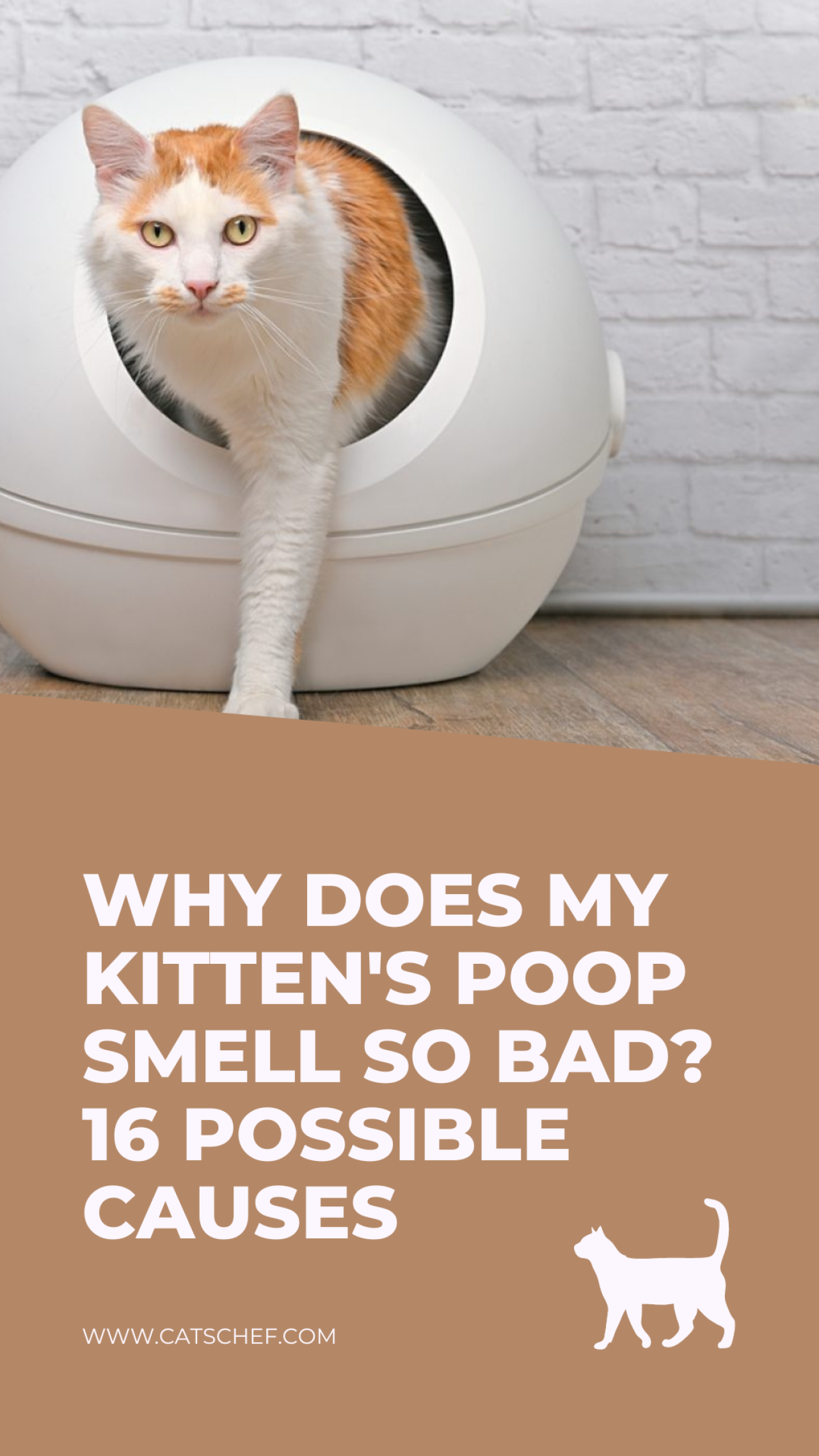 why-does-my-kitten-s-poop-smell-so-bad-16-possible-causes