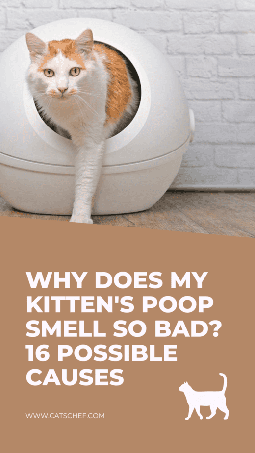Yavru Kedimin Kakası Neden Bu Kadar Kötü Kokuyor? 16 Olası Sebep