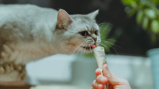cat not eating food but eats treats
