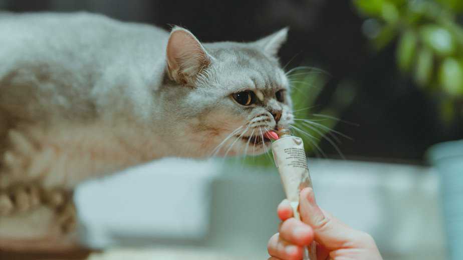 kedi yemek yemiyor ama ödül mamalarını yiyor