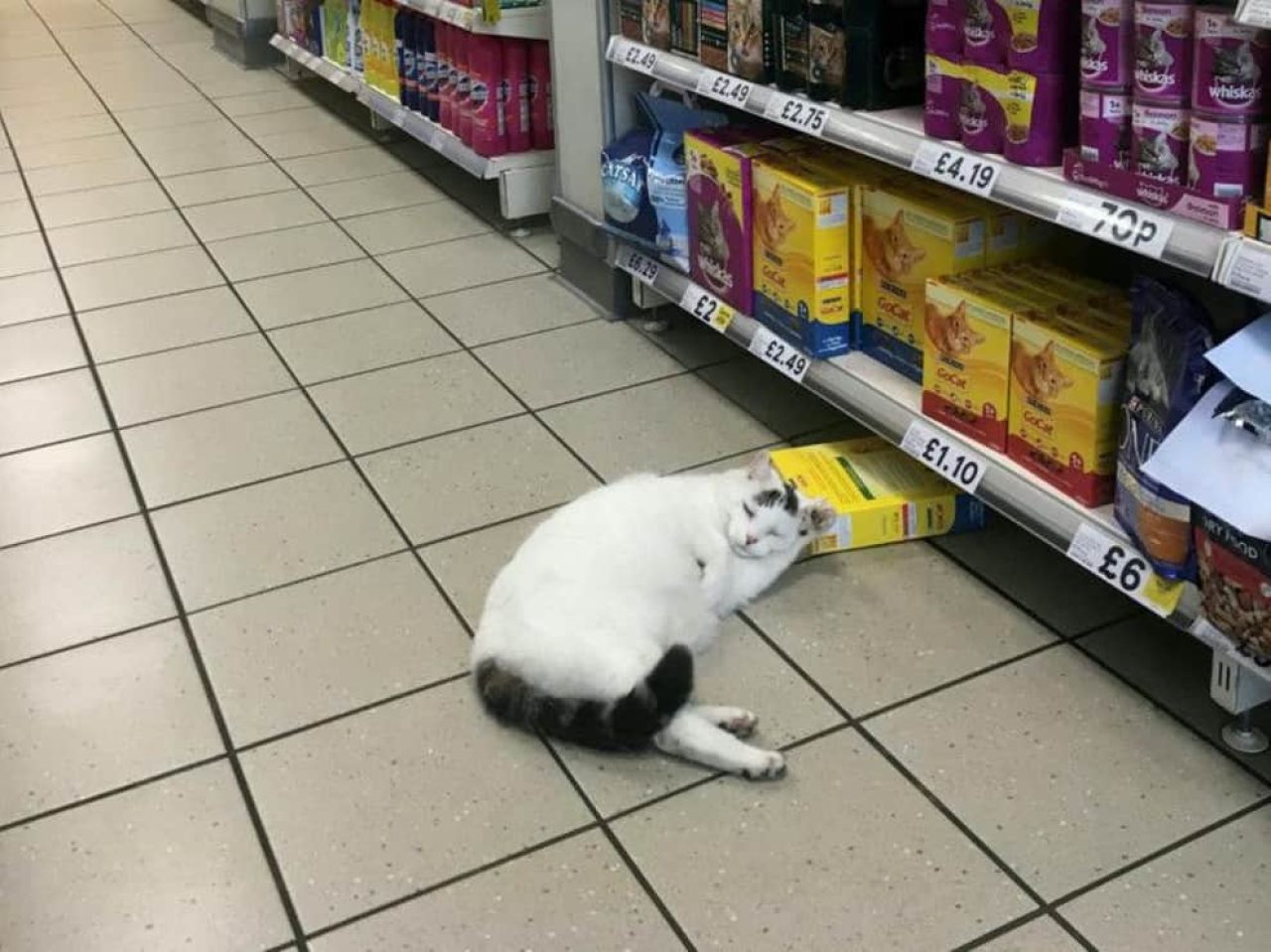 Cat-Life At Its Best: This Cute Kitty Walks Into Tesco To Grab Some Biscuits And Take A Nap
