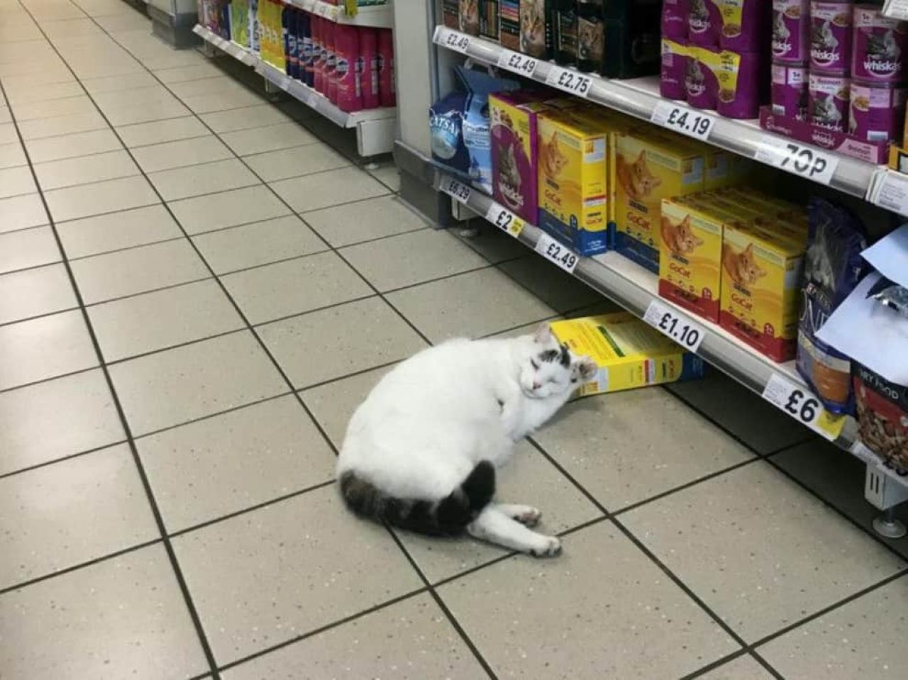 Kedi Yaşamının En Güzel Hali: Bu Sevimli Kedicik Bisküvi Almak ve Şekerleme Yapmak İçin Tesco'ya Giriyor