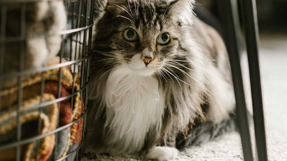 munchkin maine coon