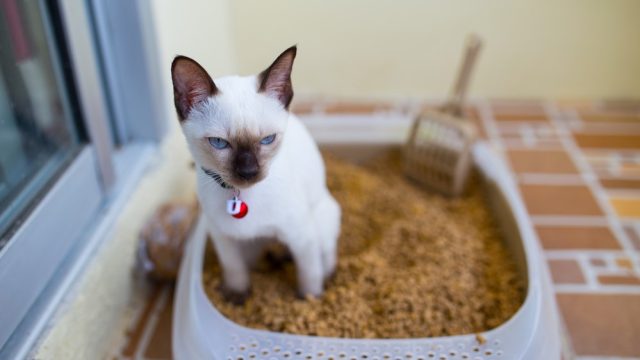 why does my kittens poop smell so bad