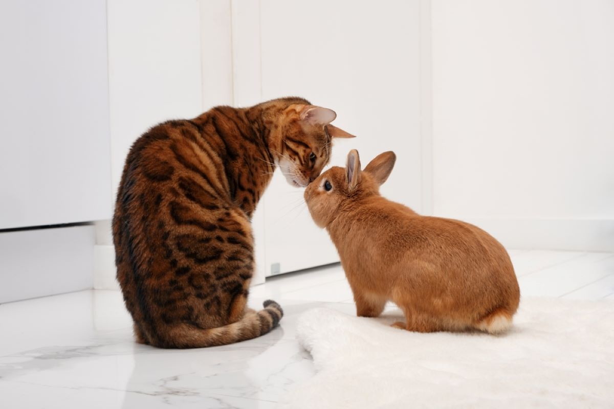 10 Reasons Why You Should Never Own A Bengal Cat