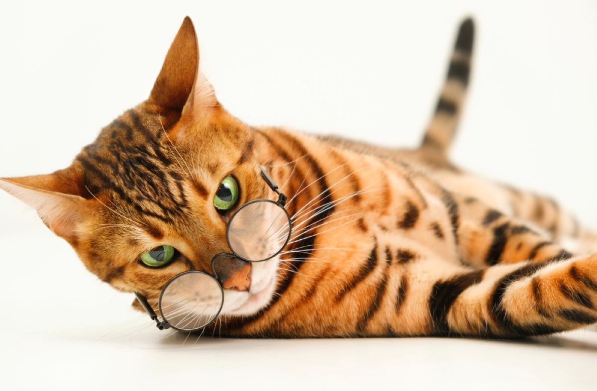 10 Reasons Why You Should Never Own A Bengal Cat
