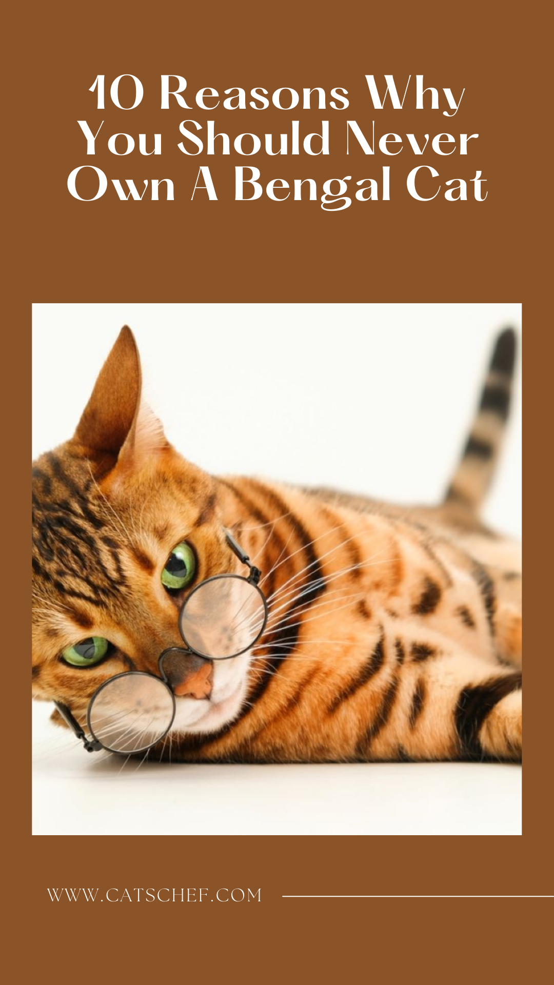 10 Reasons Why You Should Never Own A Bengal Cat