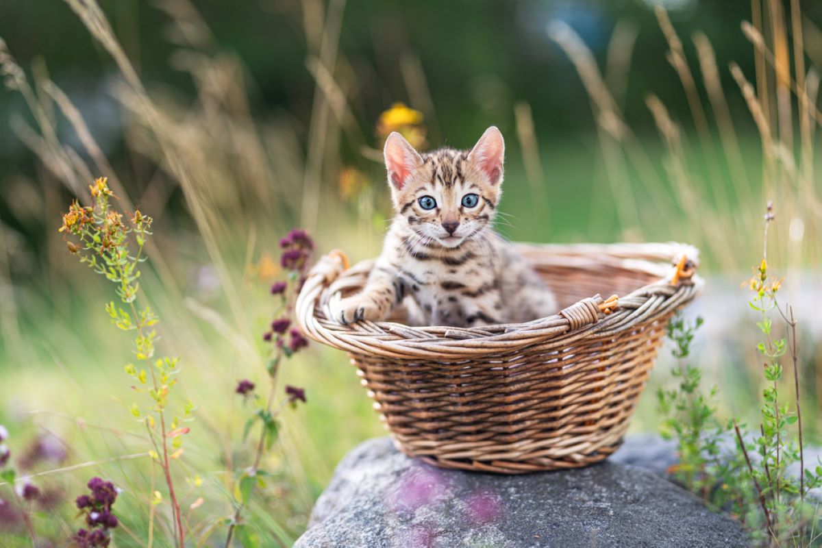 Bayılacağınız 220+ Benzersiz İsveç Kedi İsmi