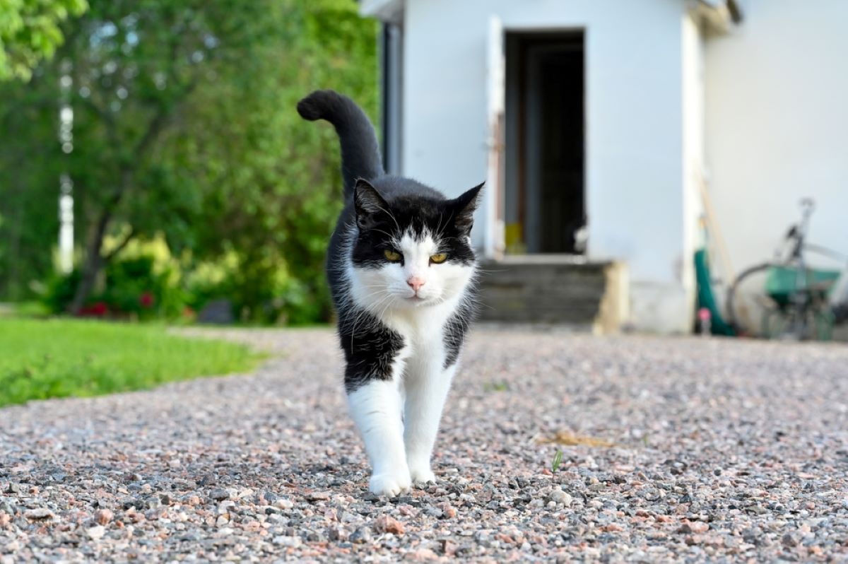 Bayılacağınız 220+ Benzersiz İsveç Kedi İsmi