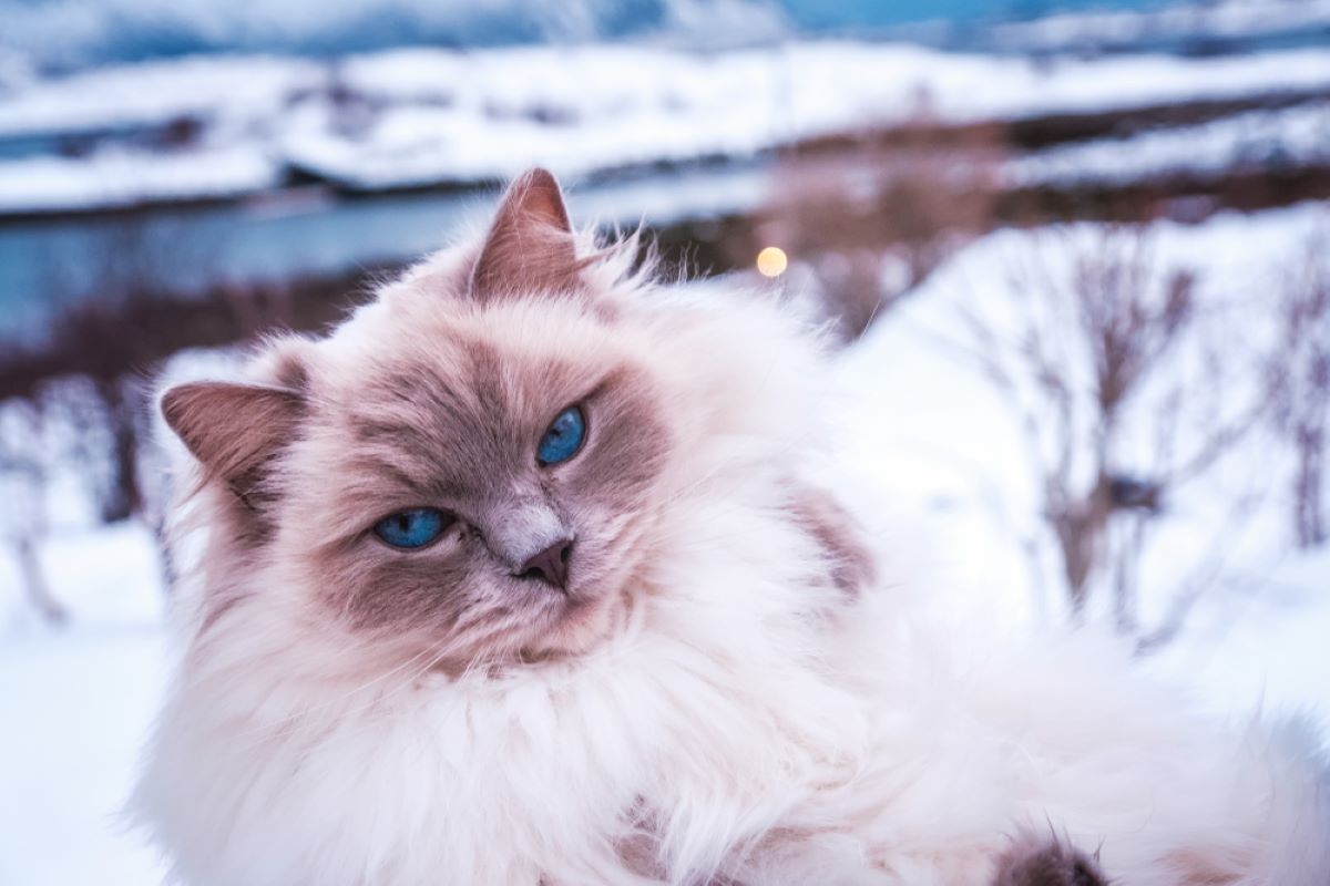 220+ Unique Swedish Cat Names You'll Simply Adore
