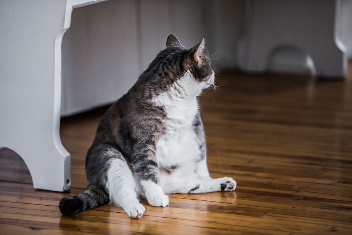 250+ Fat Cat Names For Your Giant Ball Of Fluff