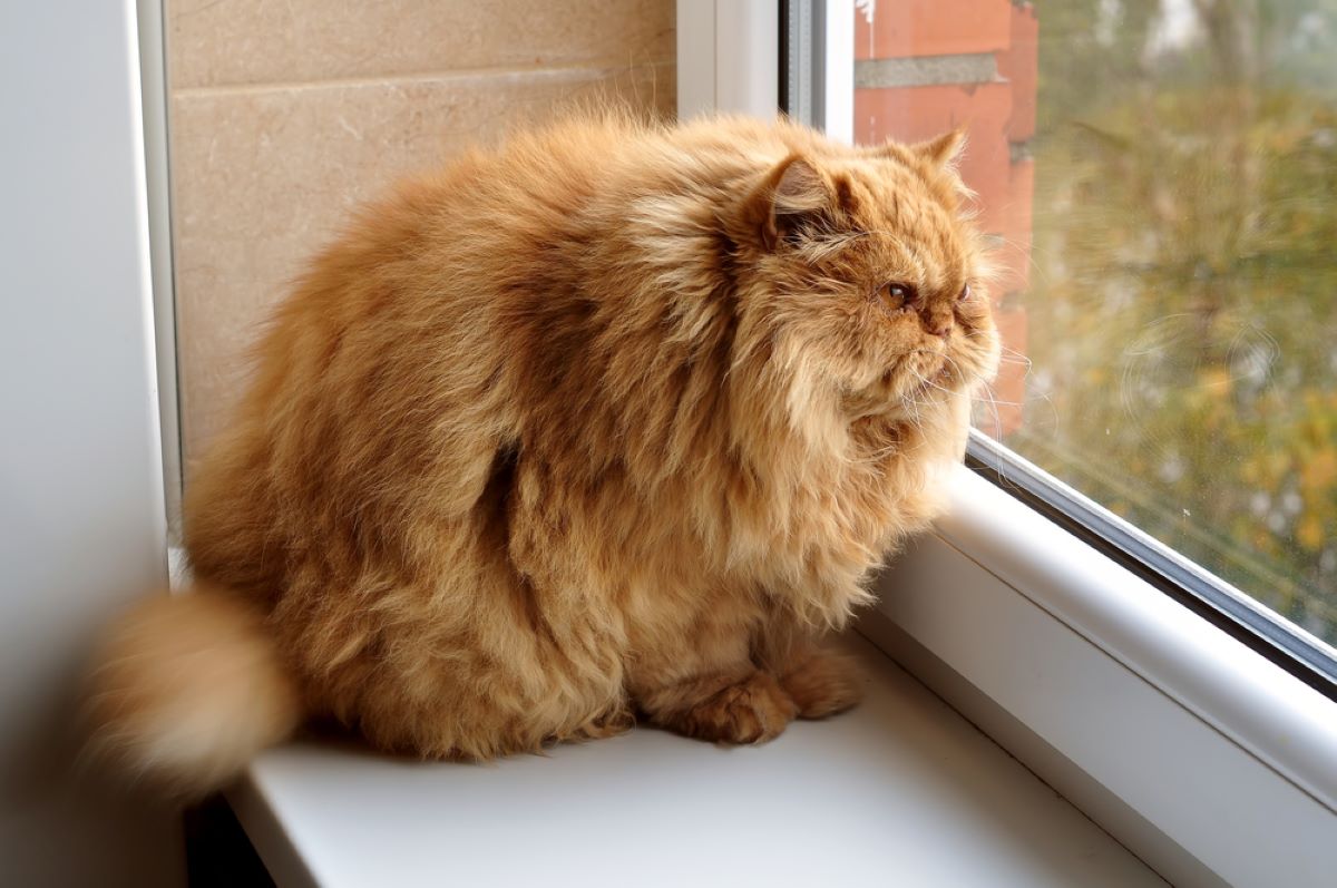 250+ Fat Cat Names For Your Giant Ball Of Fluff